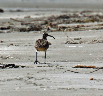 Whimbrel
