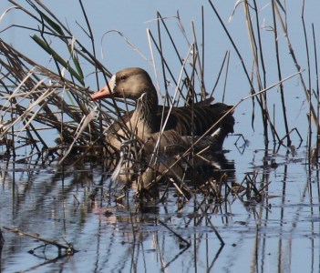 White Fronted Goose