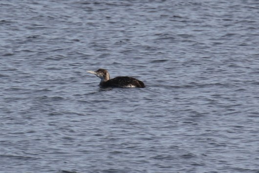 Yellow Billed Loon2