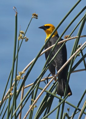 Yellow Headed Blackbird