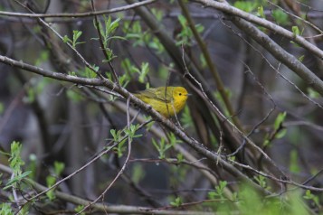 Yellow Warbler