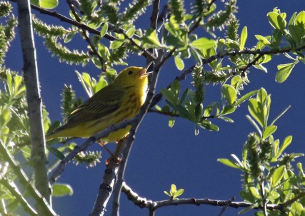 Yellow Warbler
