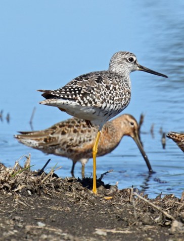 Yellowlegs and Dowitcher