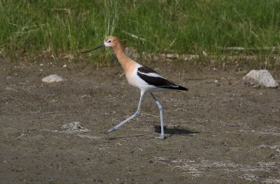American Avocet1 - Copy