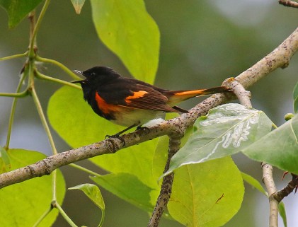 American Redstart Singing - Copy