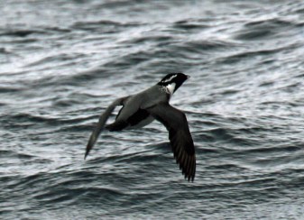 Ancient Murrelet