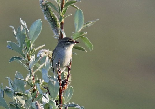 Arctic Warbler4