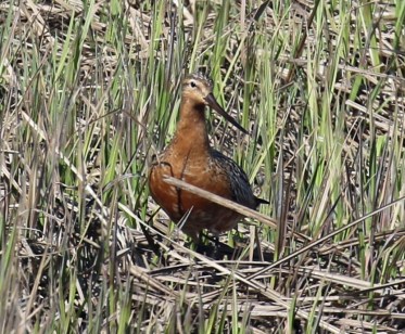 Bar Tailed Godwit1