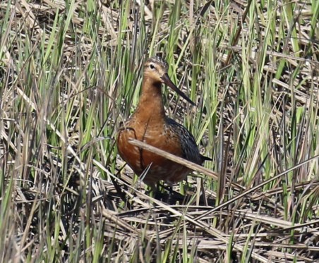 Bar Tailed Godwit1