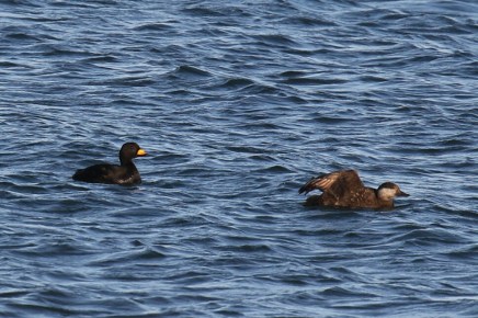 Black Scoters
