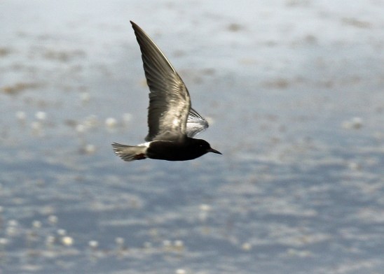 Black Tern3 - Copy