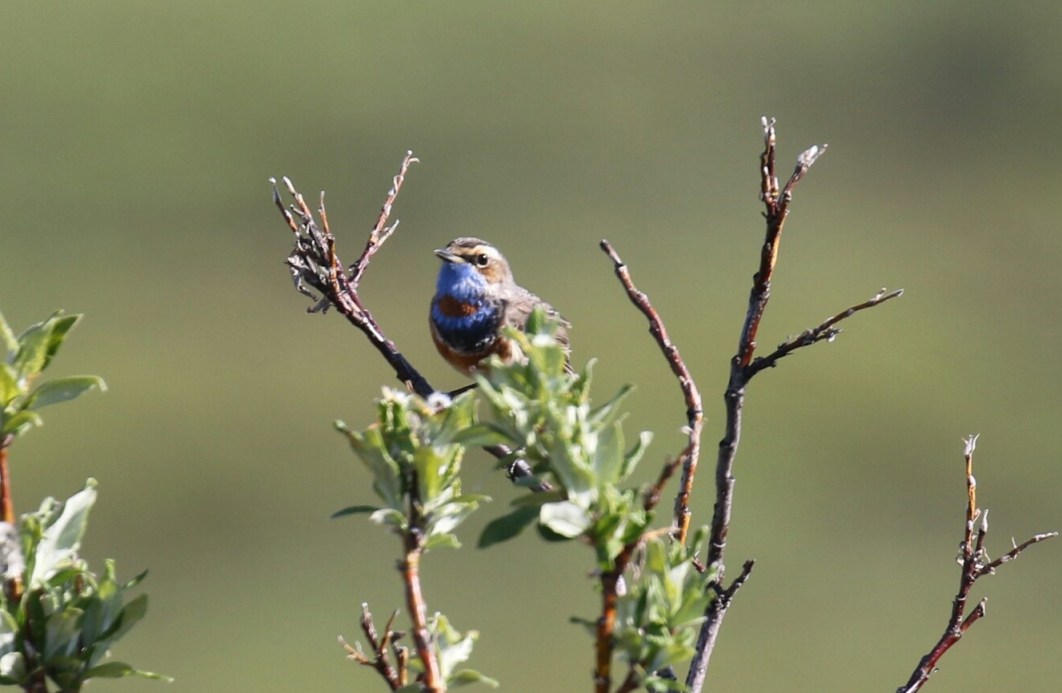 Bluethroat