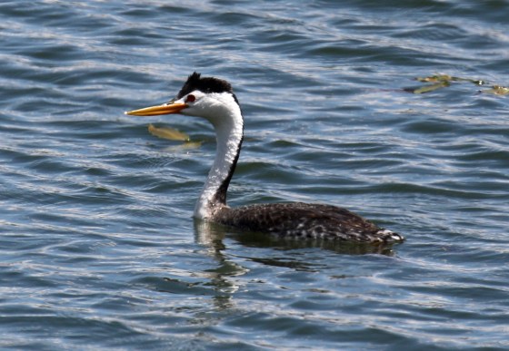 Clark's Grebe - Copy