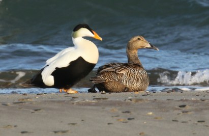 Common Eiders (2)