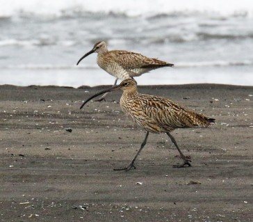 Far Eastern Curlew and Whimbrel