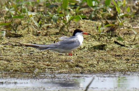 Forster's Tern