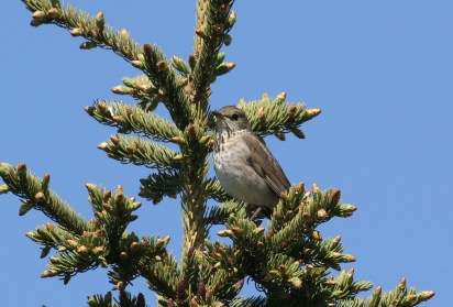 Gray Cheeked Thrush 3.jpg
