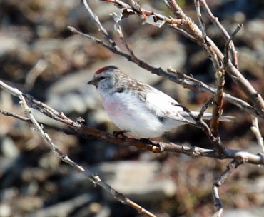Hoary Redpoll