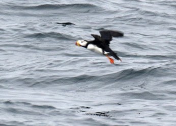 Horned Puffin
