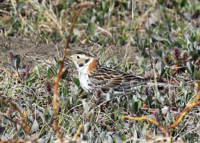 Lapland Longspur Female