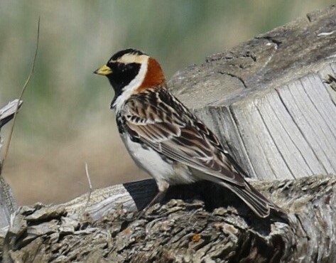 Lapland Longspur
