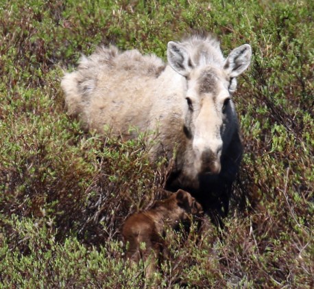 Moose with Calf