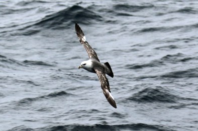 Northern Fulmar (2)
