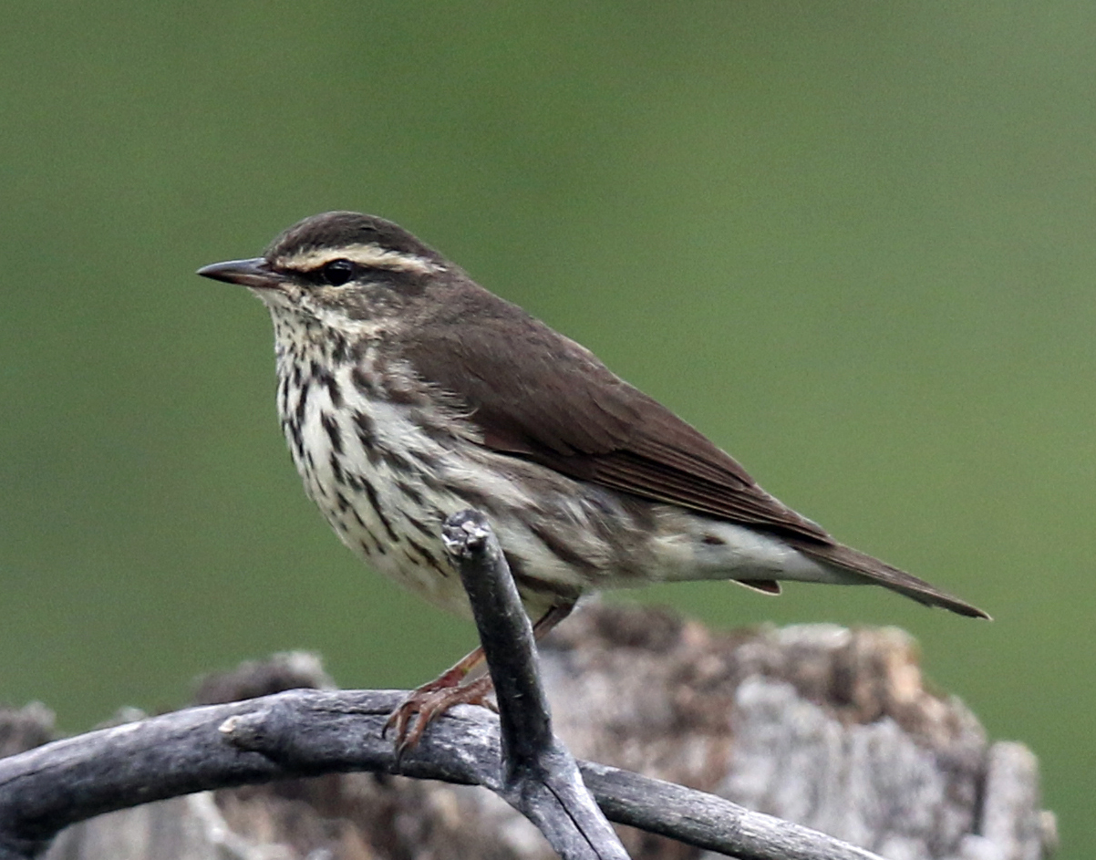 Northern Waterthrush