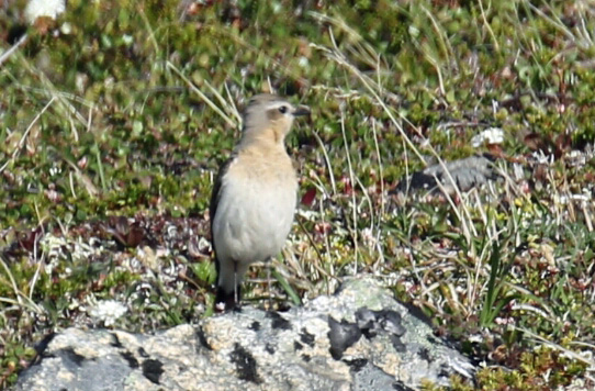 Northern Wheatear female