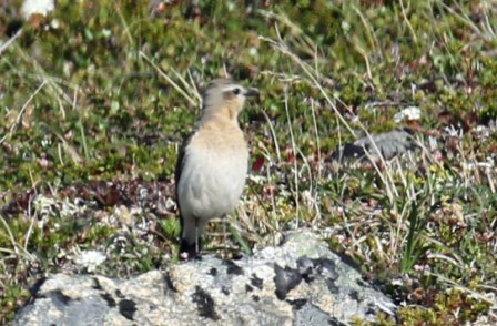 Northern Wheatear female