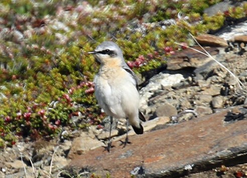Northern Wheatear