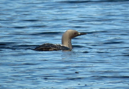 Pacific Loon