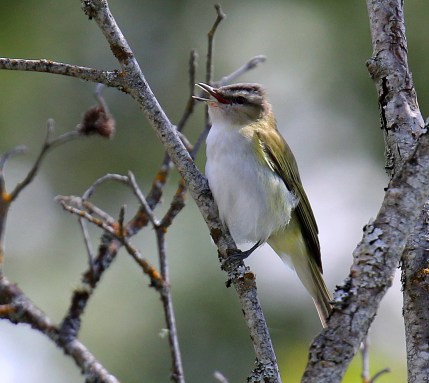 Red Eyed Vireo