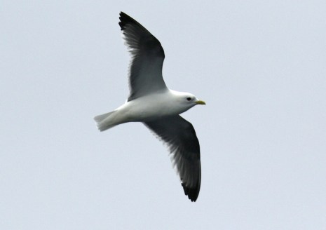 Red Legged Kittiwake
