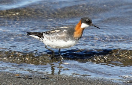 Red Necked Phalarope1 (1) - Copy