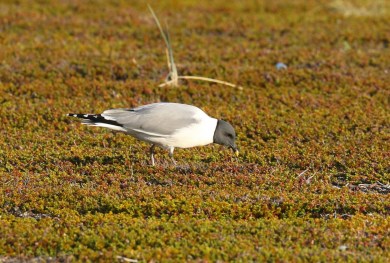 Sabine's Gull Ground