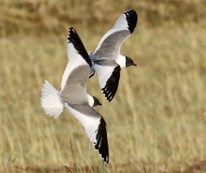 Sabine's Gulls