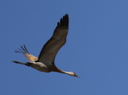 Sandhill Crane