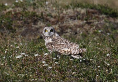 Short Eared Owl