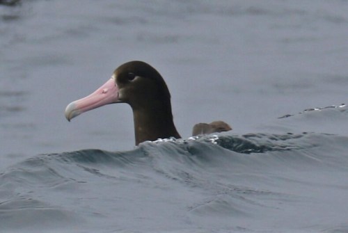 Short Tailed Albatross Head