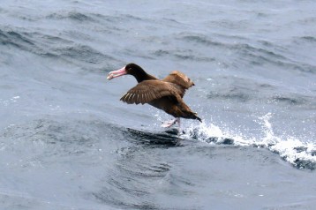 Short Tailed Albatross with Chum