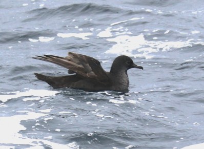 Short Tailed Shearwater