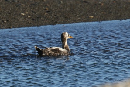 Spectacle Eider