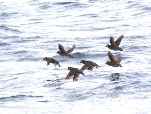 Whiskered Auklets1
