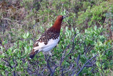 Willow Ptarmigan 2