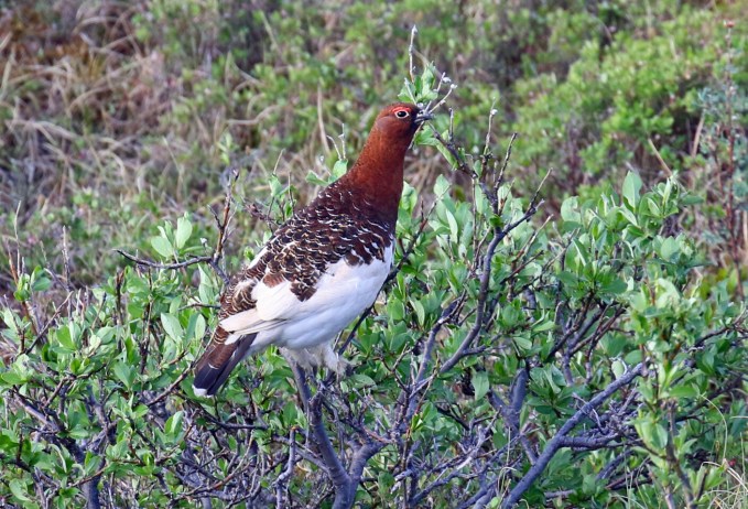 Willow Ptarmigan 2