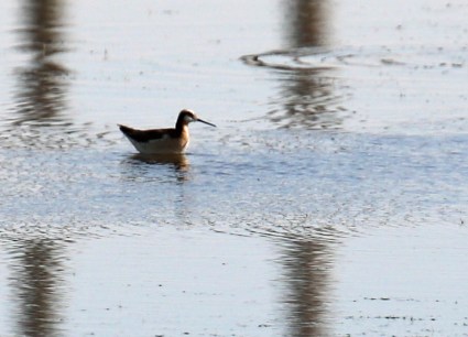 Wilson's Phalarope1