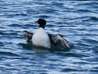 Yellow Billed Loon