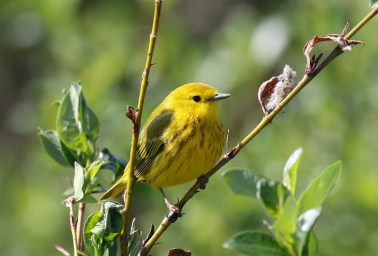 Yellow Warbler 2