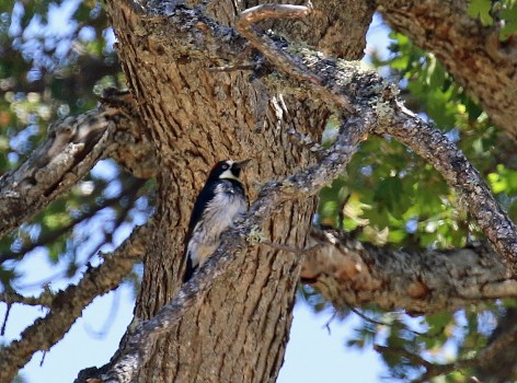 Acorn Woodpecker